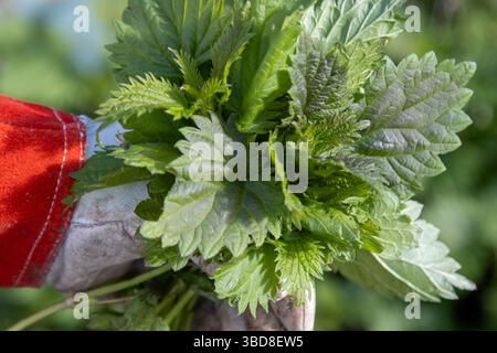 Con i guanti indossano un ricco fascio di ortiche appena tagliate Foto Stock