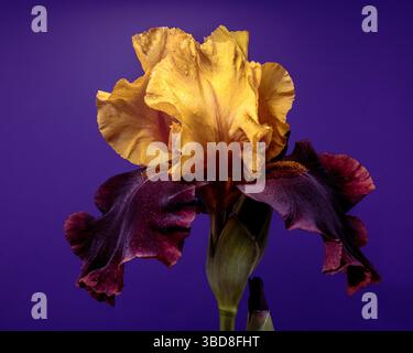 Elegante Iris Bicolor Bloom su un vivace sfondo viola Foto Stock