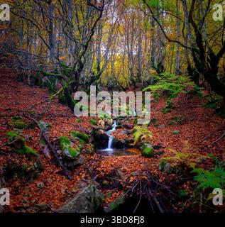 vista panoramica di un ruscello con cascate che attraversano una foresta di faggi Foto Stock