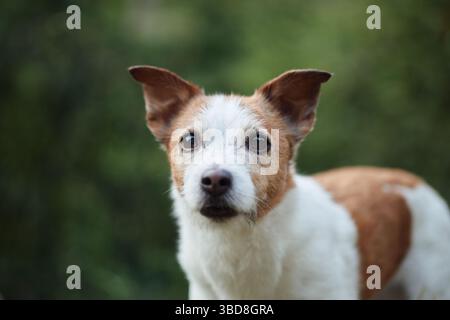 Ritratto di Jack Russell Terrier che guarda direttamente nella fotocamera con un'espressione calma e curiosa. Lo sfondo bokeh verde mantiene l'attenzione su ITS Foto Stock