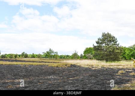 Maasmechelen, Belgio. 23 maggio 2025. Immagine delle conseguenze di un incendio boschivo nella Mechelse Heide, venerdì 23 maggio 2025. I vigili del fuoco provenienti dalla zona dei servizi di emergenza del Limburgo orientale sono stati chiamati in massa giovedì 22 maggio 2025 sera verso le 21 a un incendio boschivo nella Mechelse Heide nel territorio di Maasmechelen e AS. BELGA PHOTO PINO MISURACA credito: Belga News Agency/Alamy Live News Foto Stock