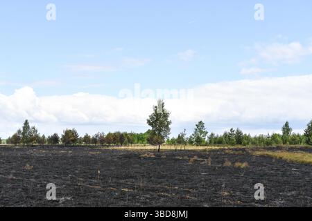 Maasmechelen, Belgio. 23 maggio 2025. Immagine delle conseguenze di un incendio boschivo nella Mechelse Heide, venerdì 23 maggio 2025. I vigili del fuoco provenienti dalla zona dei servizi di emergenza del Limburgo orientale sono stati chiamati in massa giovedì 22 maggio 2025 sera verso le 21 a un incendio boschivo nella Mechelse Heide nel territorio di Maasmechelen e AS. BELGA PHOTO PINO MISURACA credito: Belga News Agency/Alamy Live News Foto Stock
