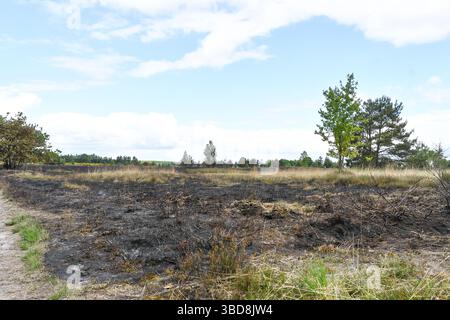 Maasmechelen, Belgio. 23 maggio 2025. Immagine delle conseguenze di un incendio boschivo nella Mechelse Heide, venerdì 23 maggio 2025. I vigili del fuoco provenienti dalla zona dei servizi di emergenza del Limburgo orientale sono stati chiamati in massa giovedì 22 maggio 2025 sera verso le 21 a un incendio boschivo nella Mechelse Heide nel territorio di Maasmechelen e AS. BELGA FOTO JILL DELSAUX credito: Belga News Agency/Alamy Live News Foto Stock