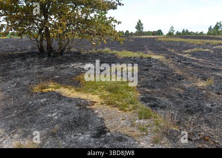 Maasmechelen, Belgio. 23 maggio 2025. Immagine delle conseguenze di un incendio boschivo nella Mechelse Heide, venerdì 23 maggio 2025. I vigili del fuoco provenienti dalla zona dei servizi di emergenza del Limburgo orientale sono stati chiamati in massa giovedì 22 maggio 2025 sera verso le 21 a un incendio boschivo nella Mechelse Heide nel territorio di Maasmechelen e AS. BELGA FOTO JILL DELSAUX credito: Belga News Agency/Alamy Live News Foto Stock