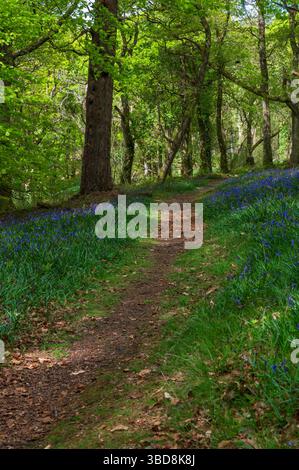 Primavera a Carstramon Wood vicino a Gatehouse of Fleet, Galloway, Scozia Foto Stock