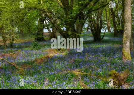 Primavera a Carstramon Wood vicino a Gatehouse of Fleet, Galloway, Scozia Foto Stock