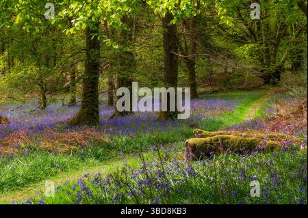 Primavera a Carstramon Wood vicino a Gatehouse of Fleet, Galloway, Scozia Foto Stock
