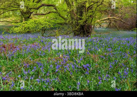 Primavera a Carstramon Wood vicino a Gatehouse of Fleet, Galloway, Scozia Foto Stock