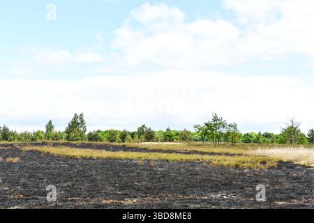 Maasmechelen, Belgio. 23 maggio 2025. Immagine delle conseguenze di un incendio boschivo nella Mechelse Heide, venerdì 23 maggio 2025. I vigili del fuoco provenienti dalla zona dei servizi di emergenza del Limburgo orientale sono stati chiamati in massa giovedì 22 maggio 2025 sera verso le 21 a un incendio boschivo nella Mechelse Heide nel territorio di Maasmechelen e AS. BELGA FOTO JILL DELSAUX credito: Belga News Agency/Alamy Live News Foto Stock