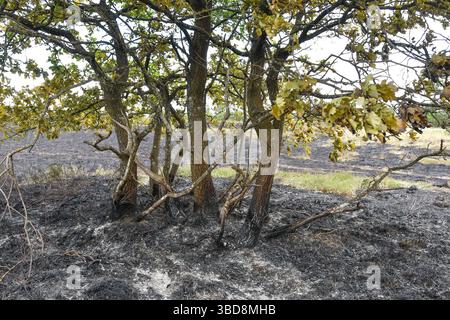 Maasmechelen, Belgio. 23 maggio 2025. Immagine delle conseguenze di un incendio boschivo nella Mechelse Heide, venerdì 23 maggio 2025. I vigili del fuoco provenienti dalla zona dei servizi di emergenza del Limburgo orientale sono stati chiamati in massa giovedì 22 maggio 2025 sera verso le 21 a un incendio boschivo nella Mechelse Heide nel territorio di Maasmechelen e AS. BELGA FOTO JILL DELSAUX credito: Belga News Agency/Alamy Live News Foto Stock