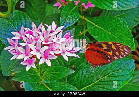 Tithorea Harmonia (ala tigre) farfalla su fiore rosa Foto Stock