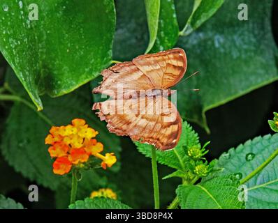 Farfalla Tithorea Harmonia (ala tigre) Foto Stock