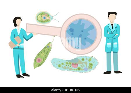 Serie di illustrazioni isolate vettoriali di organismi unicellulari. Studio della biologia. Ameba proteus e infusoria. La struttura di Evlena Green e Chlamydom Illustrazione Vettoriale