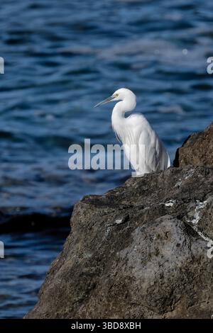 Un piccolo Egret si trova su una roccia costiera a puerto de la cruz, tenerife Foto Stock