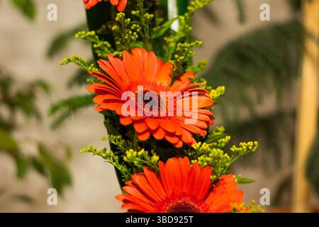 la gerbera rossa fiorisce con il fiore giallo vicino. Dettaglio delle fioriture delle molle Foto Stock
