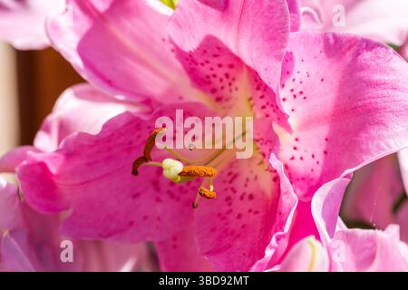 Dettaglio fiore di giglio rosa. Ravvicinato look macro per una splendida fioritura. Bel fiore di san valentino. Foto Stock