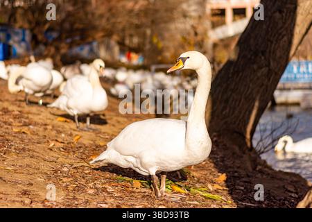 Cigno nella città di Praga vicino al ponte Carlo. Swan vive nella capitale ceca. Foto Stock