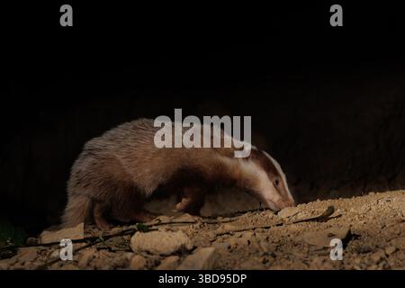 Cucciolo di Badger eucaristico Foto Stock