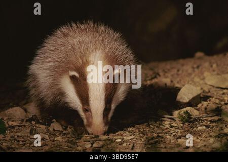 Cucciolo di Badger eucaristico Foto Stock