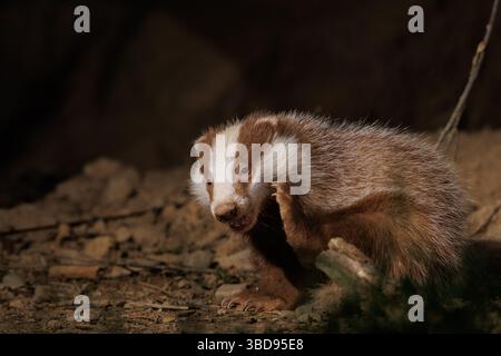 Cucciolo di Badger eucaristico Foto Stock