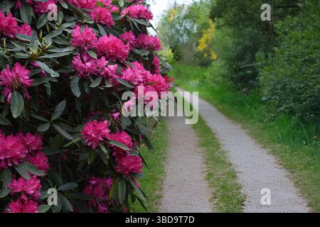 Sentiero dei rododendri Foto Stock