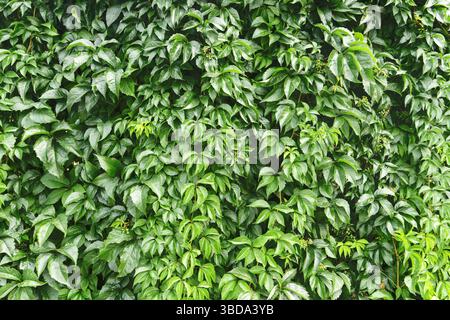 Struttura della parete a foglia verde. Sfondo denso e naturale. Vegetazione lussureggiante alla luce del giorno. Pianta organica. Superficie giardino vivace. Natura selvaggia. Foto Stock