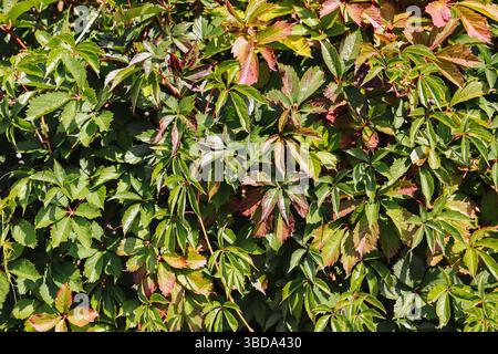 Foglie di edera verde e rossa. Colori autunnali sulle pareti. Primo piano di fogliame naturale. Struttura della pianta di arrampicata urbana. Bellezza stagionale alla luce del giorno. Foto Stock
