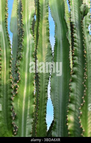 Grande e alto sfondo verde di piante di cactus Euphorbia Foto Stock