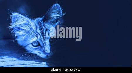 Colorato blu divertente ritratto del volto di un simpatico gattino nell'ombra Foto Stock