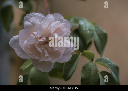 Fiore rosa con goccioline di rugiada in un giardino botanico Foto Stock