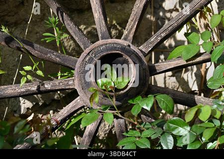 Ruota rustica in legno circondata da foglie verdi vibranti in giardino Foto Stock