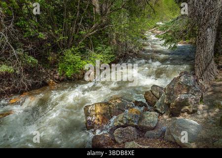 Ruscello di Montagne Rocciose, Big Cottonwood, Utah USA Foto Stock