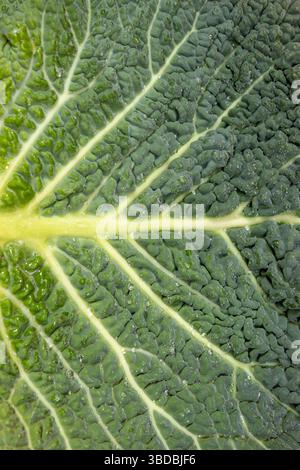 Superfood savoy, borecole, foglia di cavolo. Vista superiore trama. Foto Stock