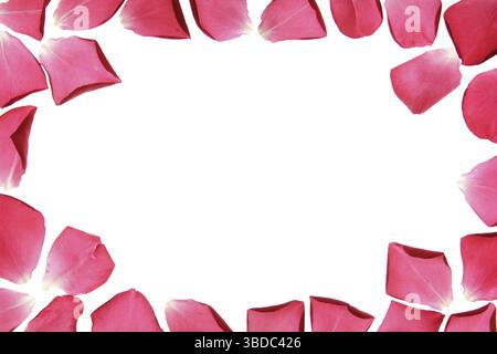 Montatura in petali di rosa Foto Stock