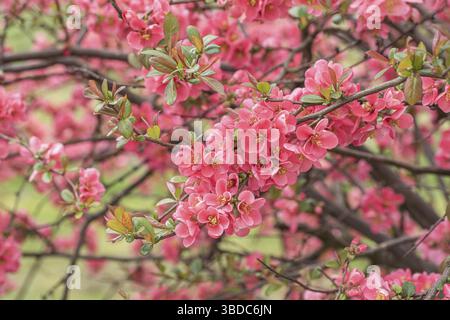 Cotogna giapponese (Chaenomeles speciosa), Repubblica federale di Germania Foto Stock