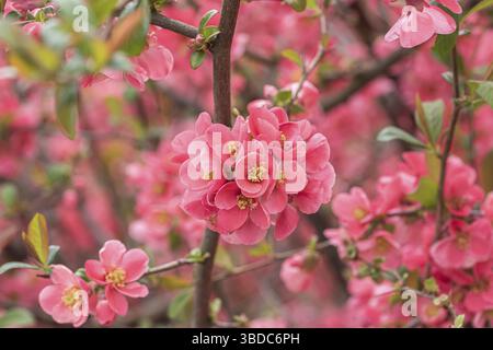 Cotogna giapponese (Chaenomeles speciosa), Repubblica federale di Germania Foto Stock