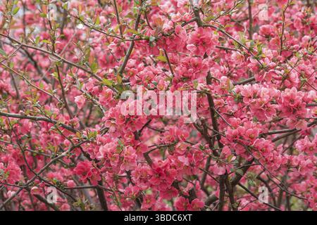 Cotogna giapponese (Chaenomeles speciosa), Repubblica federale di Germania Foto Stock