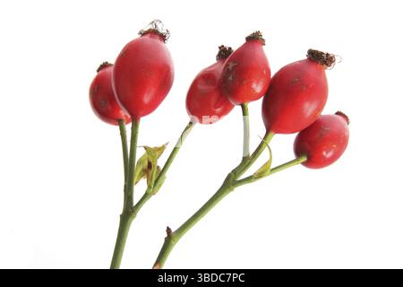 Frutti maturi della rosa selvatica (Rosa canina), anche rosa - isolati su fondo bianco fianchi rosa della rosa selvatica (Rosa canina), isolati contro Foto Stock