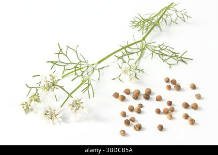 Coriandolo fiorito (Coriandrum sativum), davanti a sfondo bianco coriandolo fiorito (Coriandrum sativum), davanti a sfondo bianco Foto Stock