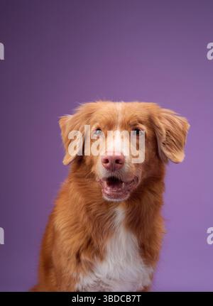 Un Tolling Retriever di anatra della nuova Scozia si trova tranquillamente su uno sfondo viola, guardando direttamente la telecamera. Il cane è calmo e premuroso Foto Stock