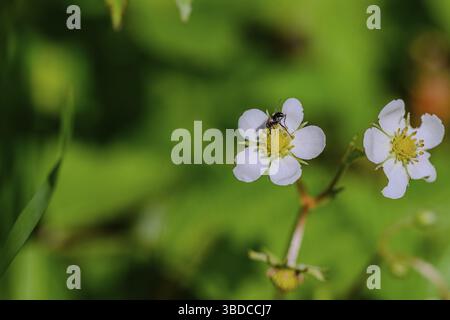 Piccoli fiori di fragole selvatiche bianche (Fragaria vesca) con una mosca su uno dei fiori su sfondo verde, Bogen, bassa Baviera Foto Stock