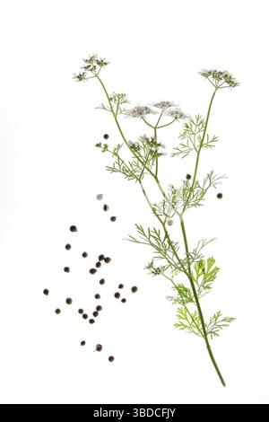 Coriandolo fiorito (Coriandrum sativum), davanti a sfondo bianco coriandolo fiorito (Coriandrum sativum), davanti a sfondo bianco Foto Stock