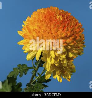 Safari al crisantemo giallo arancio fiore d'arancia su sfondo blu. Primo piano della testa di fiori, Odessa, Ucraina Foto Stock