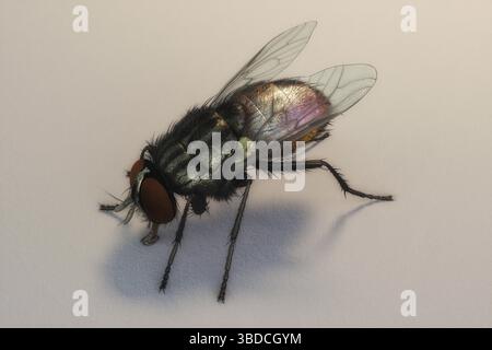 Illustrazione 3D artistica di una casa Foto Stock