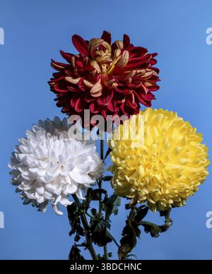 Bouquet di tre crisantemi multicolori su sfondo blu, Odessa, Ucraina Foto Stock