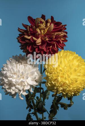 Bouquet di tre crisantemi multicolori su sfondo blu, Odessa, Ucraina Foto Stock