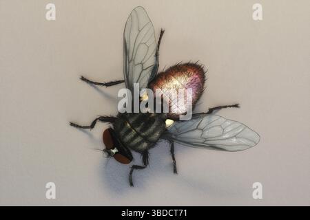 Illustrazione 3D artistica di una casa Foto Stock