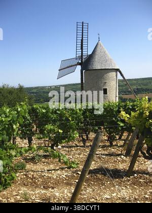 Mulino a vento nei vigneti della Cote-d'Or, Borgogna, Francia Foto Stock