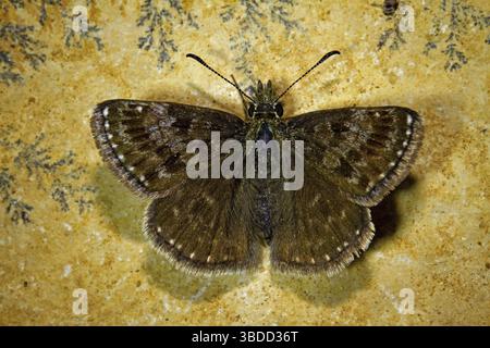 Squallido skipper (Erynnis tages) Foto Stock