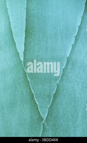 Agave, dettaglio foglia (Agave) Foto Stock